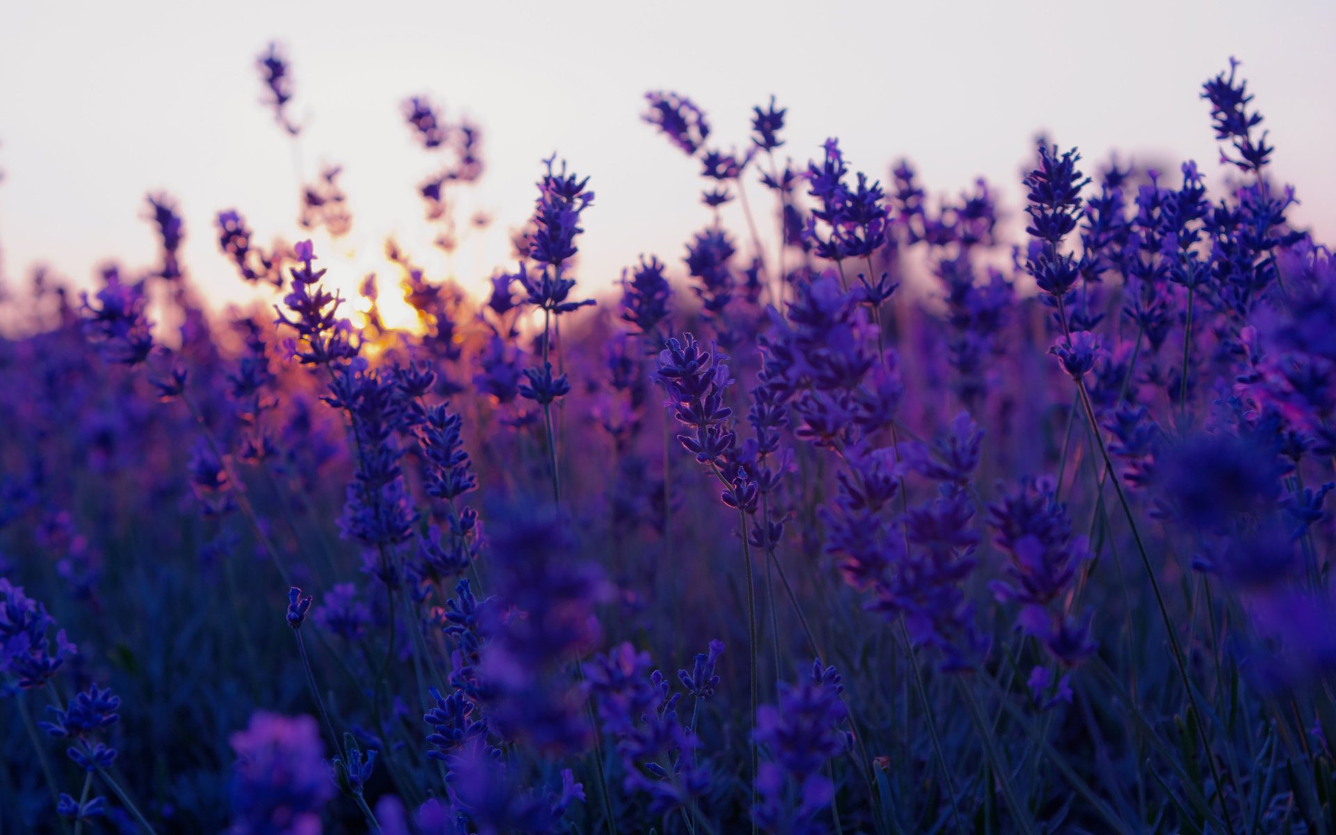 lavender sunset lavender sunset