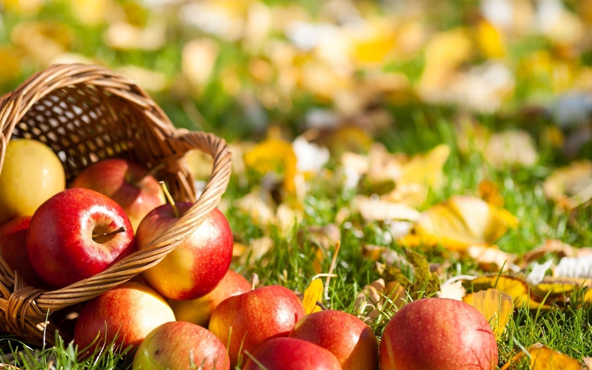 obst blatt gras einkaufen äpfel