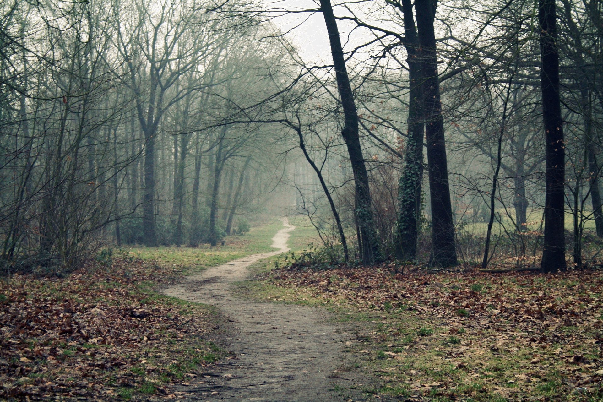 fog trees autumn forest road path