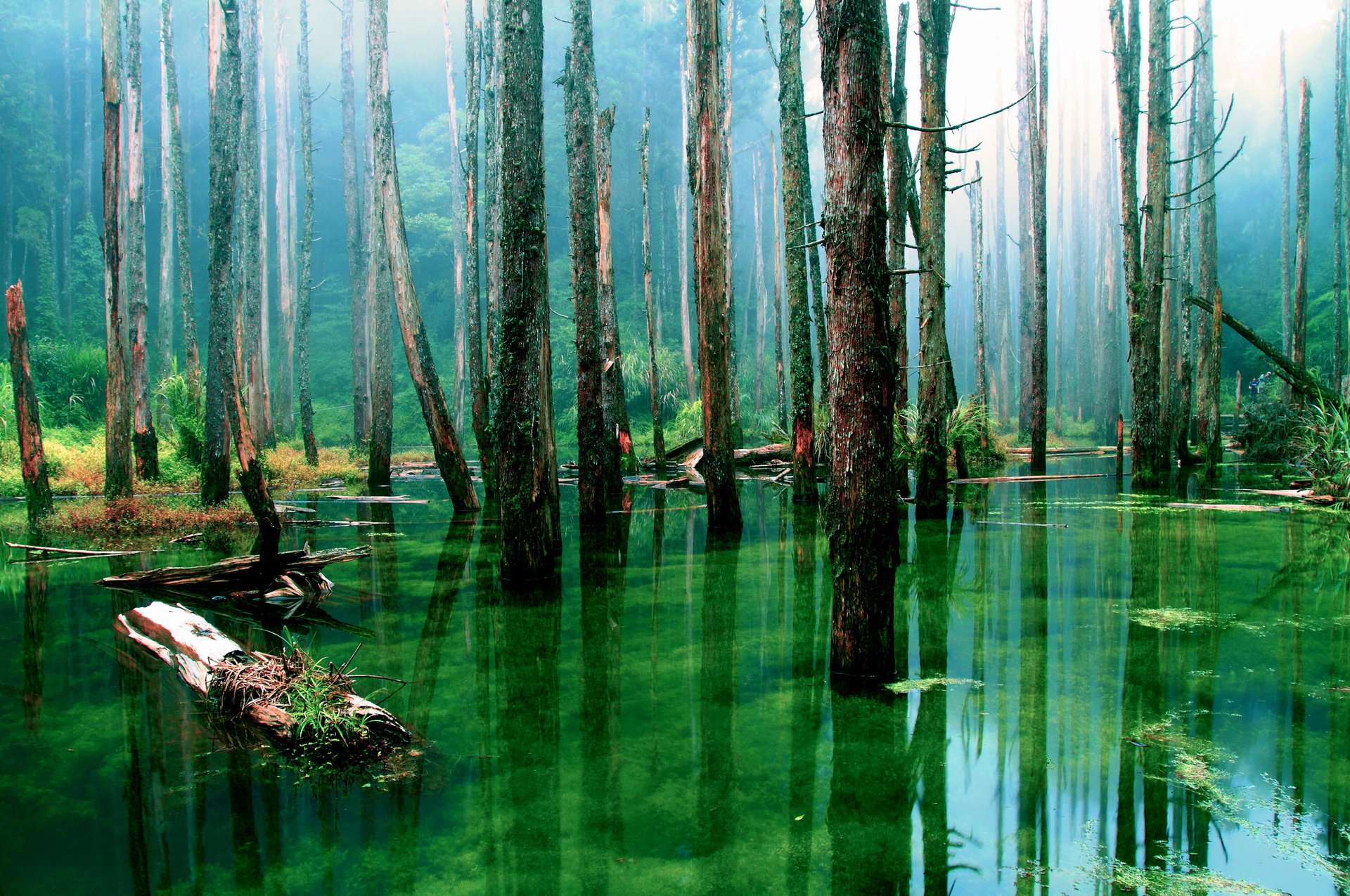 nature eau marais arbres forêt sec troncs