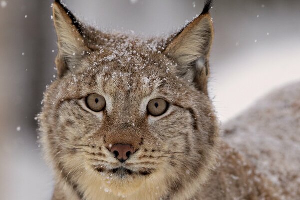 Light fluffs of white snow on the lynx s head