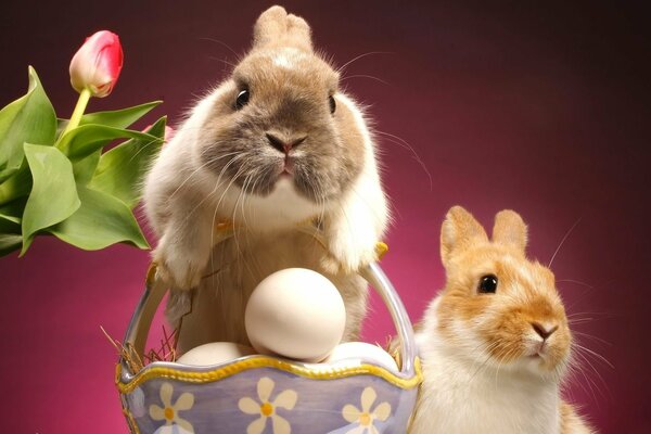 Kreative Ideen mit Kaninchen und Eiern