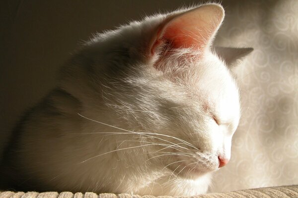 Chat blanc endormi avec nez rose