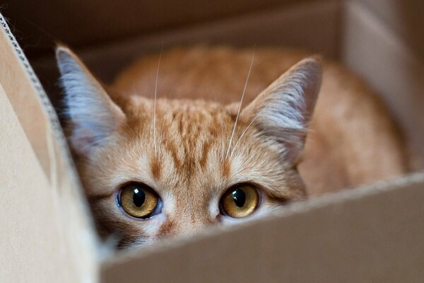 Chat roux se cache dans une boîte en carton