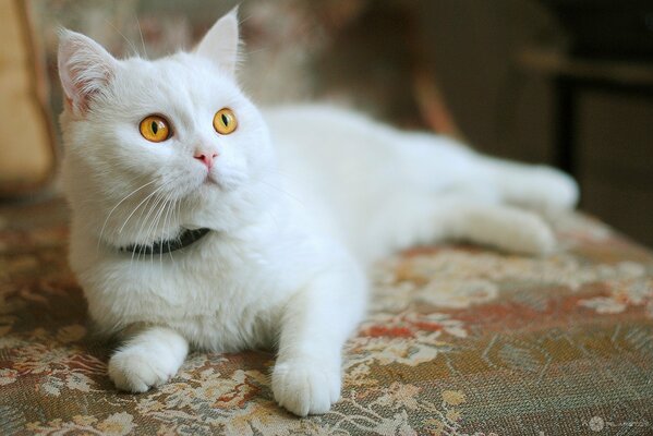 Schicke schneeweiße Katze mit roten Augen