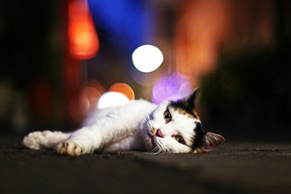 The cat is lying on the asphalt against the glare of the lanterns