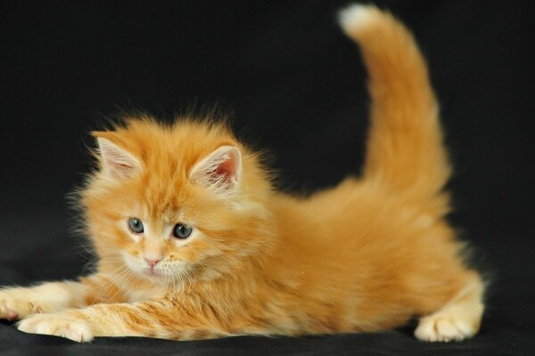 Piccolo gattino rosso su sfondo scuro