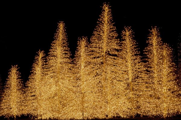 Sapin dans les lumières sur fond sombre