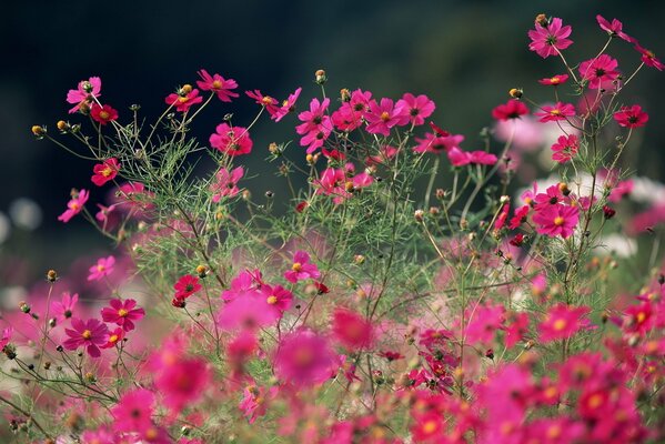 Feldrosa Sommerblumen des Kosmeus