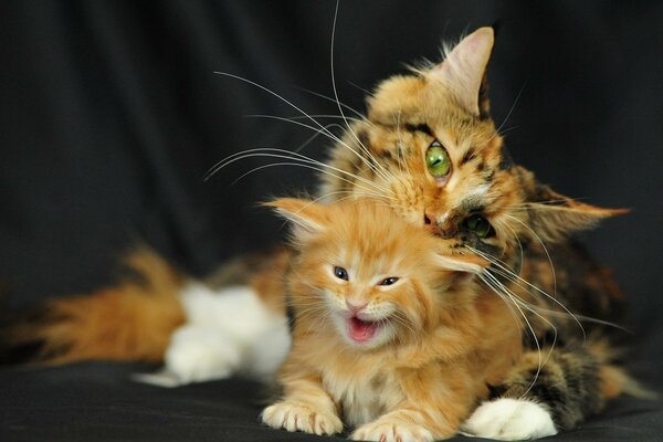 Rotes Kätzchen in der Nähe der dreifachen Maine Coon-Katze mit einem Schildkrötenschatten