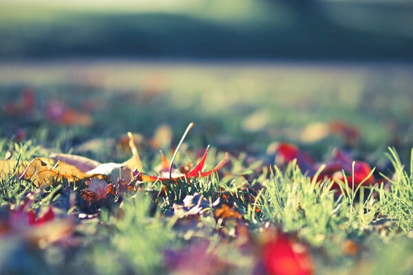 Gras mit herabfallendem hellem Herbstlaub