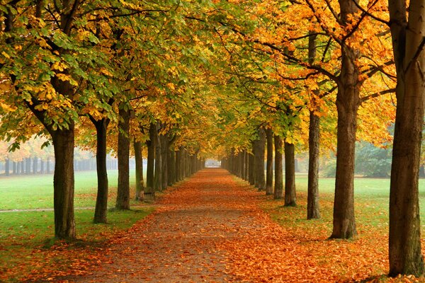 Jesienny złoty park z kasztanami