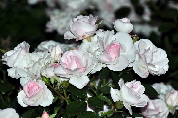 Blumenstrauß aus weißen zarten Rosen