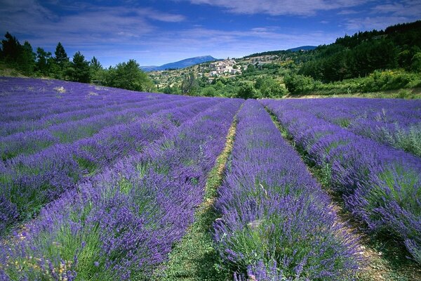 Lavendelfelder der Provence in Frankreich