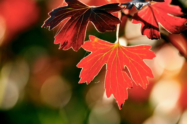 Autumn foliage on a branch against a background of glare