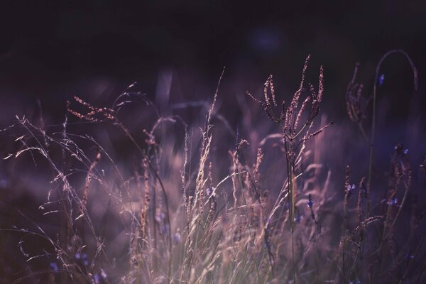 The breath of the earth on a summer morning at dawn