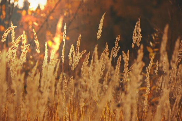 Die goldenen Felder werden bei Sonnenuntergang gekämmt