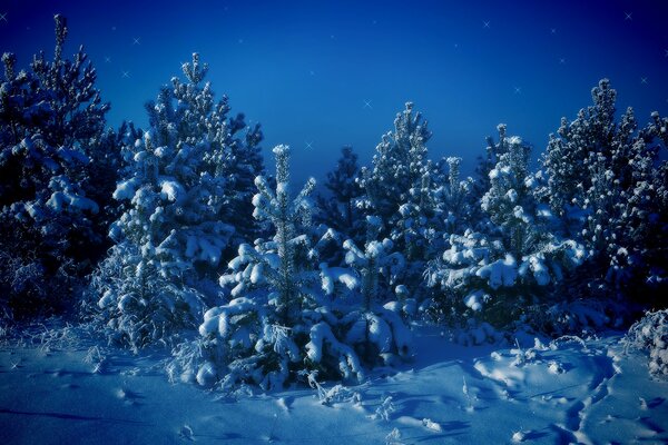 Schneebedeckte junge Weihnachtsbäume in der Nacht