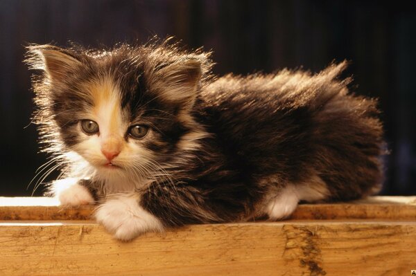 The kitten is resting on a wooden crossbar