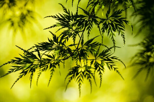 A twig of a tree in the greenery of summer