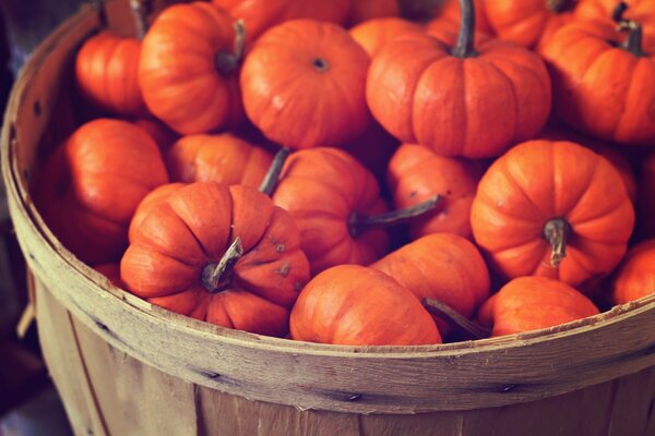 Basket filled with ripe pumpkins