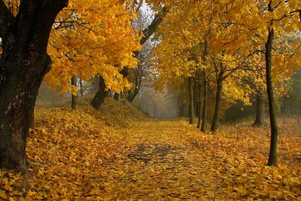 Autumn park with yellow leaves