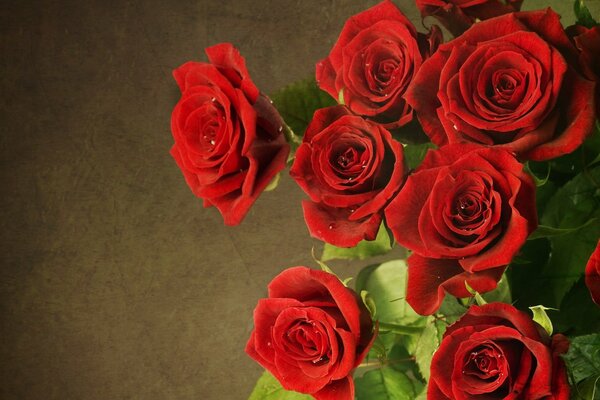 Rose rosse fiorite, bouquet