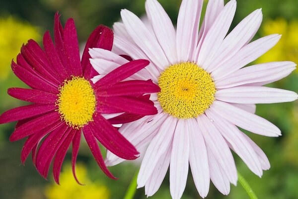 A pair of daisies pink and white