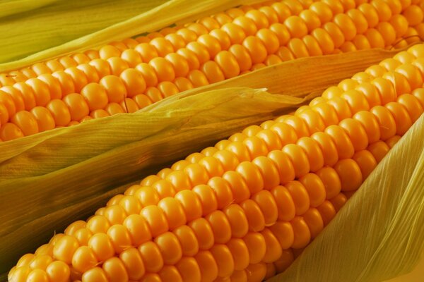Soczysty dojrzały Kłos kukurydzy