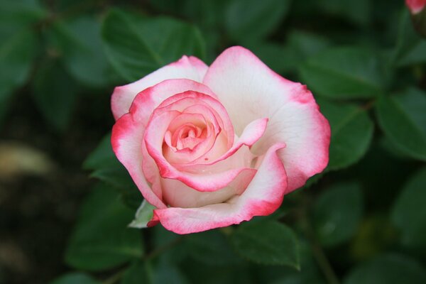 Weiße Rosenknospe mit rosa Kante auf grünem Blatthintergrund