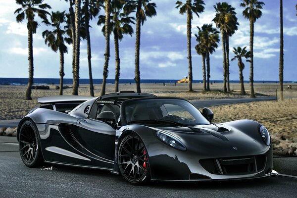 Hennessy spider on the background of the beach and the blue sky