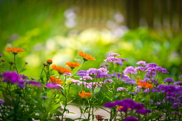 Bunte Blumen im Garten auf grünem Hintergrund