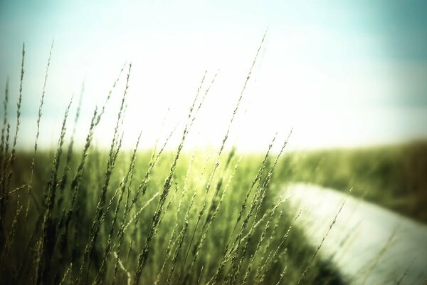 Juste de l herbe à l aube