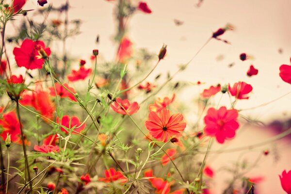 Fleurs au coucher du soleil-un spectacle merveilleux