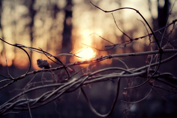 Autumn branches and sunset in the forest