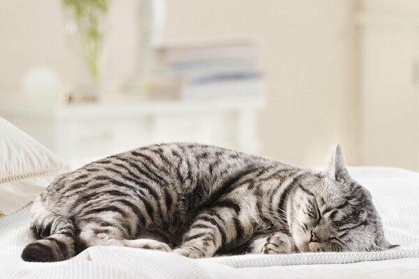 Sleeping sweetly. Guards the place on the crib