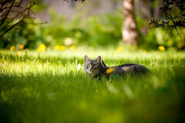 Puffy Freund im Frühlingsgarten