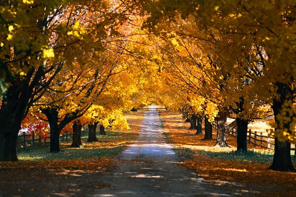 Parque de otoño con árboles dorados