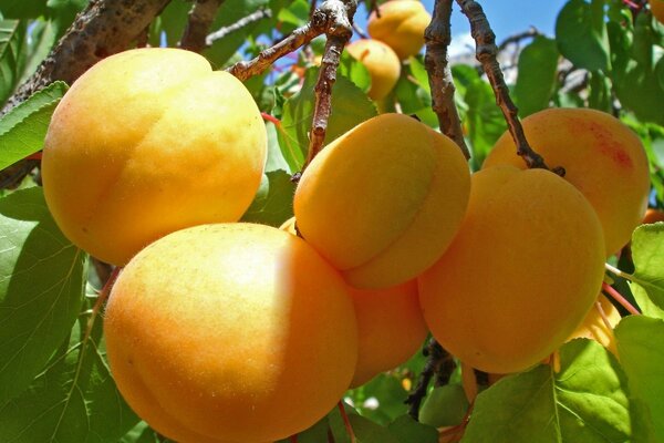 Ein Zweig von saftigen orange Aprikosen