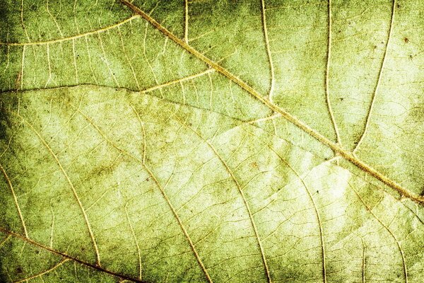 The texture of a green leaf with streaks