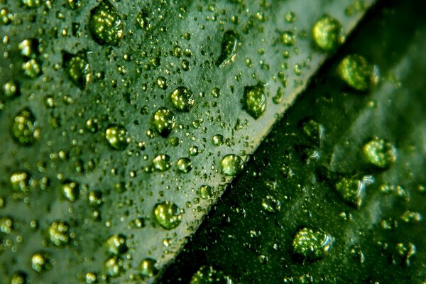 Gotas de rocío en la mañana de verano