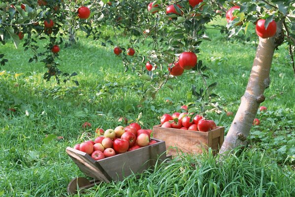 Cosecha de manzanas rojas en cajas de madera en el Jardín