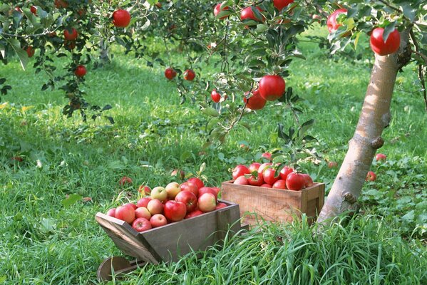 Raccolta di mele rosse in casse di legno in giardino