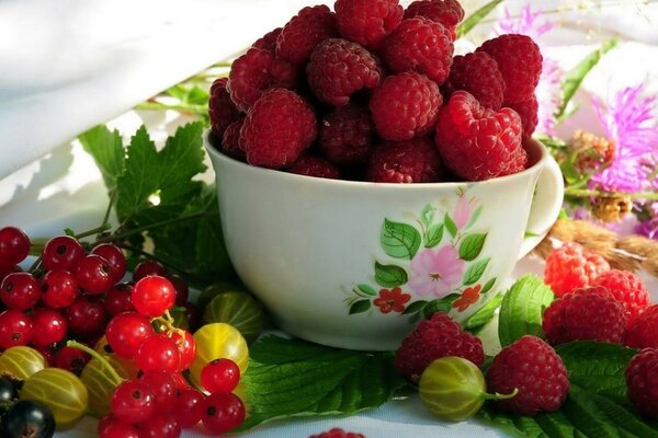 Himbeeren im Becher, Johannisbeeren und Stachelbeeren