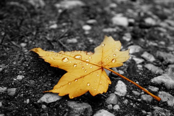 Herbstblatt mit Regentropfen auf Asphalt