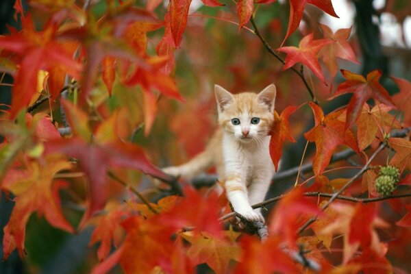 Kleiner Ginger auf einem Herbstbaum Hintergrund