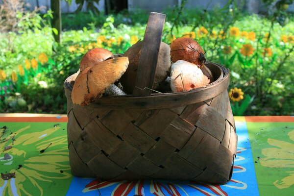 The forest walk was crowned with mushrooms