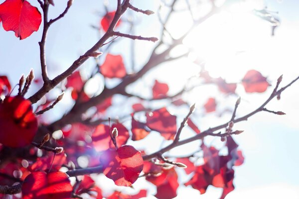 The sun and branches with bright red leaves