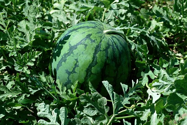 Arbus che cresce nell erba verde