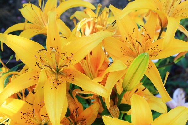 Beautiful flowers yellow lilies